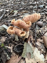 Cuphophyllus pratensis