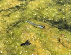 Erythromma najas