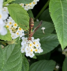 Polistes exclamans