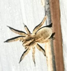 Trochosa