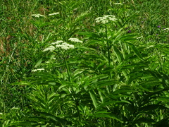 Sambucus ebulus