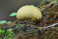 Scleroderma areolatum