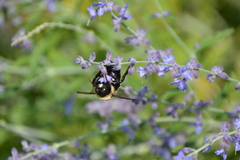 Xylocopa virginica virginica