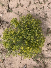 Gutierrezia sarothrae