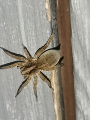 Trochosa