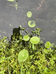 Hydrocotyle verticillata