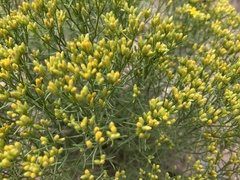Gutierrezia sarothrae