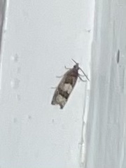 Eucosma parmatana