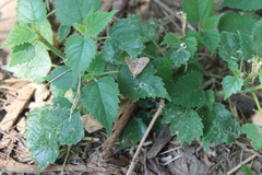 Achyra rantalis