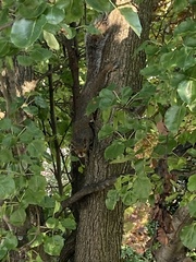 Sciurus carolinensis