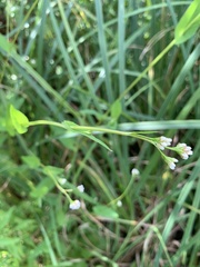Persicaria sagittata
