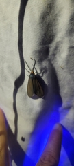 Ctenucha virginica