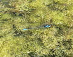 Erythromma viridulum