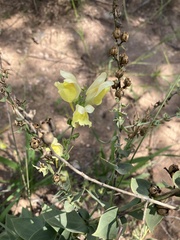 Linaria