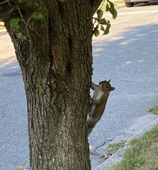 Sciurus carolinensis