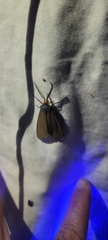 Ctenucha virginica