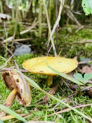Suillus americanus