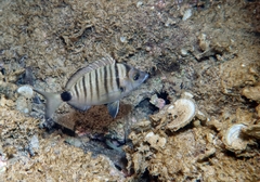 Diplodus puntazzo