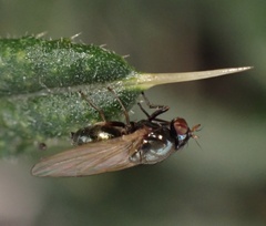 Calliopum