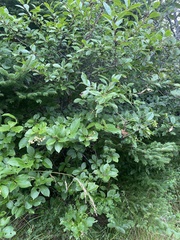 Frangula alnus