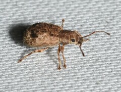 Pseudoedophrys hilleri