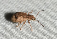 Pseudoedophrys hilleri