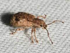 Pseudoedophrys hilleri