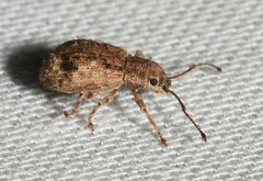 Pseudoedophrys hilleri