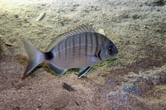 Diplodus sargus