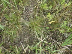 Festuca ovina