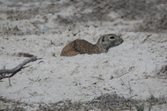 Xerospermophilus spilosoma