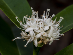 Phaleria octandra