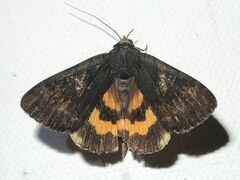 Catocala antinympha
