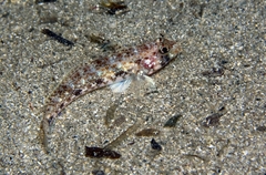 Gobius geniporus