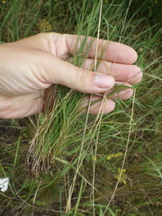 Festuca ovina