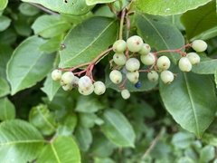 Frangula alnus