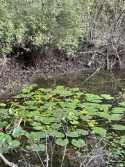 Nuphar lutea
