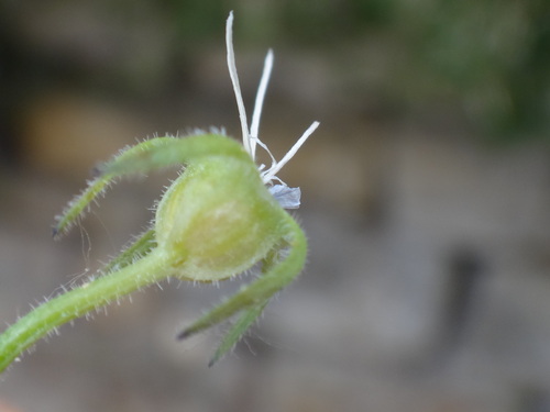 Campanula portenschlagiana