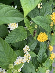 Chrysodeixis includens