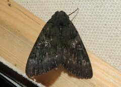 Catocala antinympha