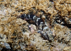 Gobius paganellus