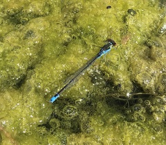 Erythromma viridulum