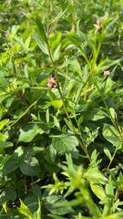 Persicaria sagittata