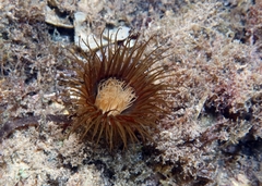 Cerianthus membranaceus