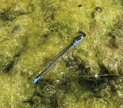 Erythromma viridulum