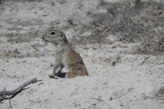 Xerospermophilus spilosoma