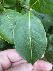 Frangula alnus