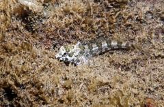 Lipophrys trigloides