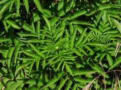 Sambucus ebulus