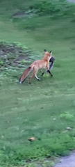 Vulpes vulpes fulvus